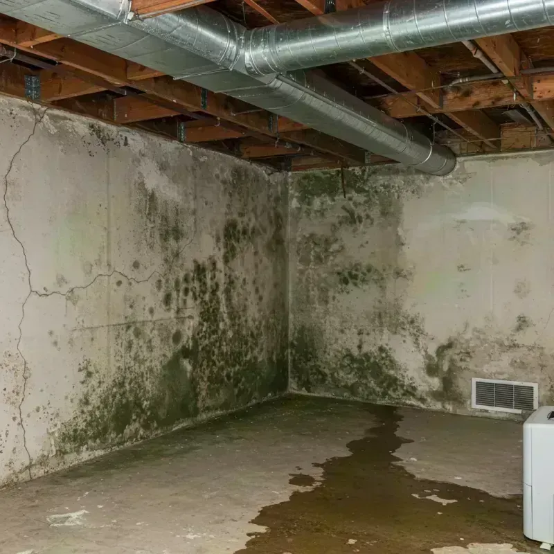 Professional Mold Removal in Redway, CA